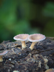 wild mushroom on dead tree trunk