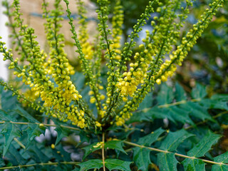 Closeup of Berberis japonica (japanese mahonia) flowers in fall