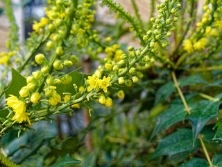 Fototapeta premium Closeup of Berberis japonica (japanese mahonia) flowers in fall