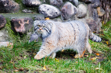 Manul, or Pallas's cat, or wild cat.
This is a wild cat that lives in Central and Central Asia. - 679718474