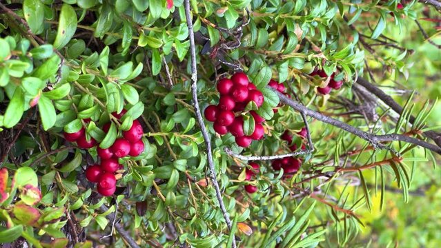 A large lingonberry on a bush with green leaves. Lingonberry ripen in the northern lands. A lot of berries on a moss pillow. Picking berries in the northern forest. 4K