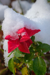  Róża. Pierwszy śnieg.