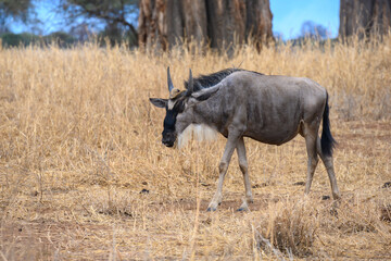 Male gnu in the savanah 