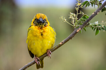 Weaver bird on a branch