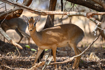 dik-dik in the wild under a tree