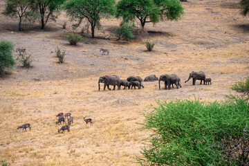 herd of wildebeest and elephant in serengeti national park
