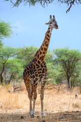 giraffe in the savannah
