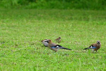 Eurasian collared dove and eurasian jay together in the grass are looking for seeds
