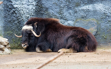 Musk ox.
 This animal in its appearance resembles both bulls (horns) and sheep (long hair and short...
