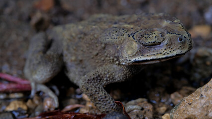 Common toad on rocks in nature