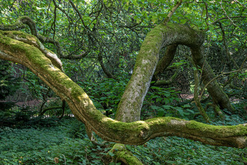 Arboretum, Baumsammlung im Park auf der Insel Mainau, Bodensee, Baden-Württemberg, Deutschland, Europa