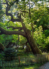 Arboretum, Baumsammlung im Park auf der Insel Mainau, Bodensee, Baden-Württemberg, Deutschland, Europa