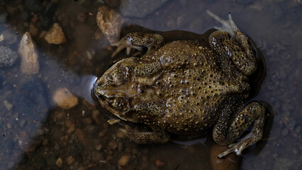 Common toad on rocks in nature