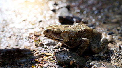 Common toads in puddles in nature