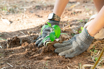 Farmer's hands planting young seedlings in the morning sunlight.