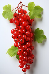 Portrait of currant. Ideal for your designs, banners or advertising graphics.