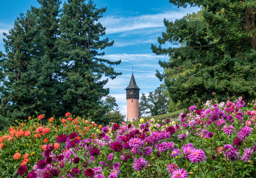Bl&uuml;hende Dahlien (Dahlia) im Dahliengarten auf der Insel Mainau, Bodensee, Baden-W&uuml;rttemberg, Deutschland, Europa