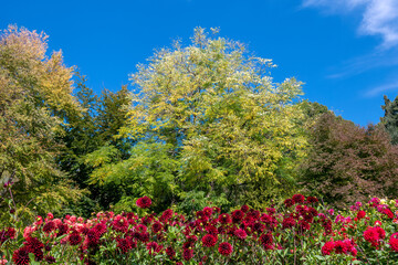 Blühende Dahlien (Dahlia) auf der Insel Mainau, Bodensee, Baden-Württemberg, Deutschland, Europa