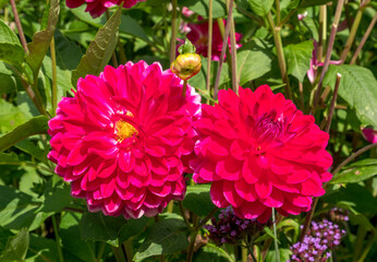 Blühende Dahlien (Dahlia) auf der Insel Mainau, Bodensee, Baden-Württemberg, Deutschland, Europa