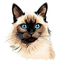 Balinese cat png