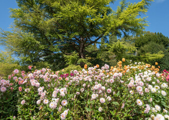 Blühende Dahlien (Dahlia) im Dahliengarten auf der Insel Mainau, Bodensee, Baden-Württemberg,...