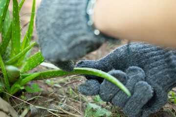 A farmer's hand uses a knife to cut an aloe vera plant and peel it.