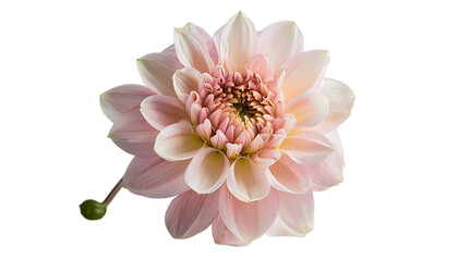 Soft Pink Dahlia Flower with Transparent Background png