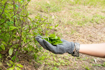 A farmer's hand is plucking basil leaves to use in cooking.