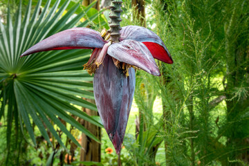 Bananenblüte (Musa) auf der Insel Mainau, Bodensee, Baden-Württemberg, Deutschland, Europa