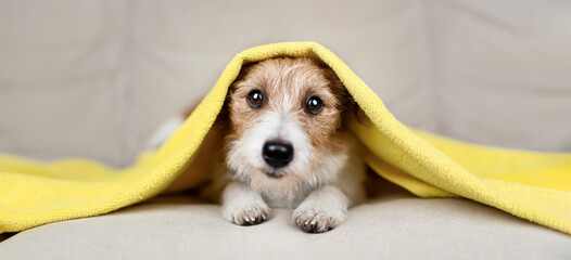 Face of a cute happy dog puppy with towel on her head in the bed after bath. Pet care, love, grooming banner.