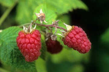 Rubus idaeus, Framboisier, Framboise