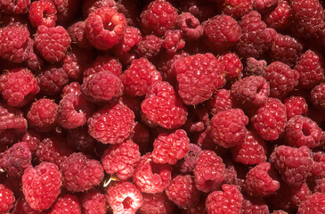 Rubus idaeus, Framboisier, Framboise