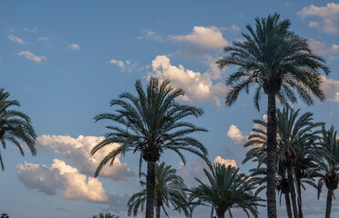 Fototapeta na wymiar Palm trees on the background of blue sky with white clouds.