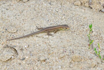 The sand lizard observes the surroundings on the sand on the river bank