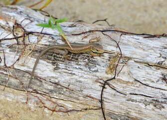 A baby of sand lizard comming from a sandy shelter on the river bank