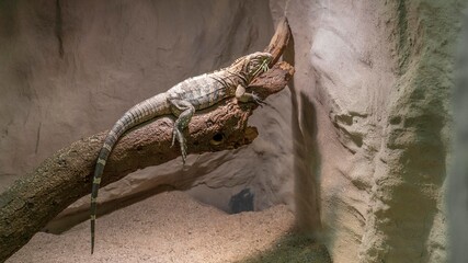 Ein Reptil sitzt auf einem Ast.