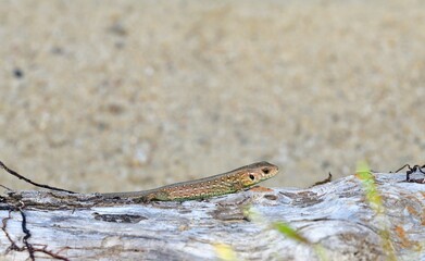 The sand lizard observes the surroundings on the sand on the river bank