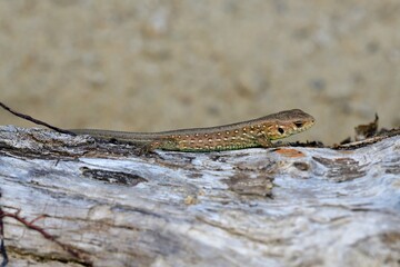 Portrait and macro photography of a sand lizard on the sand on the river bank
