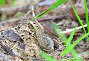 A baby of sand lizard comming from a sandy shelter on the river bank