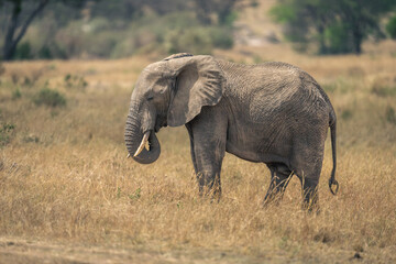 Naklejka na ściany i meble African bush elephant stands eating tall grass