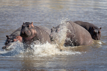 Hippopotamus chases another out of shallow river