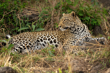 Female leopard lies in bushes looking back