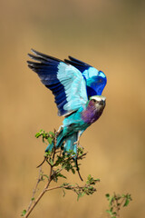 Lilac-breasted roller takes off from thin branch