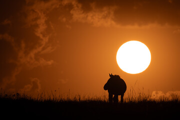 Plains zebra stands on horizon at sunrise