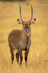 Male defassa waterbuck stands looking to camera