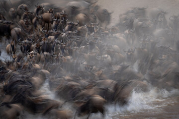 Slow pan of blue wildebeest entering water