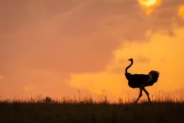 Fotobehang Male common ostrich crosses horizon at dawn © Nick Dale