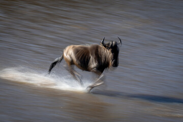 Slow pan of wildebeest galloping across waterway