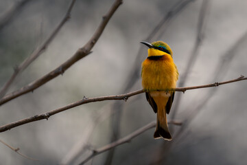 Little bee-eater on narrow branch turning head