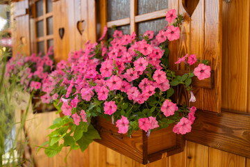 Fototapeta na wymiar Beautiful blooming petunia flowers in wooden window box on a nice summer day in Wroclaw, Poland. High quality photo
